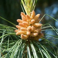 Bhutan Pine